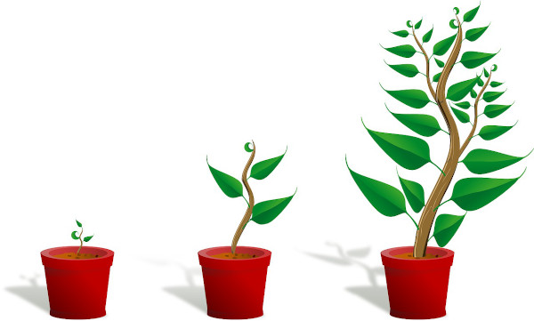 posicionamiento-web-malaga-crecimiento-plantas